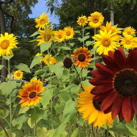 Meet your Posher, Jeannie - Picture 1 of 1